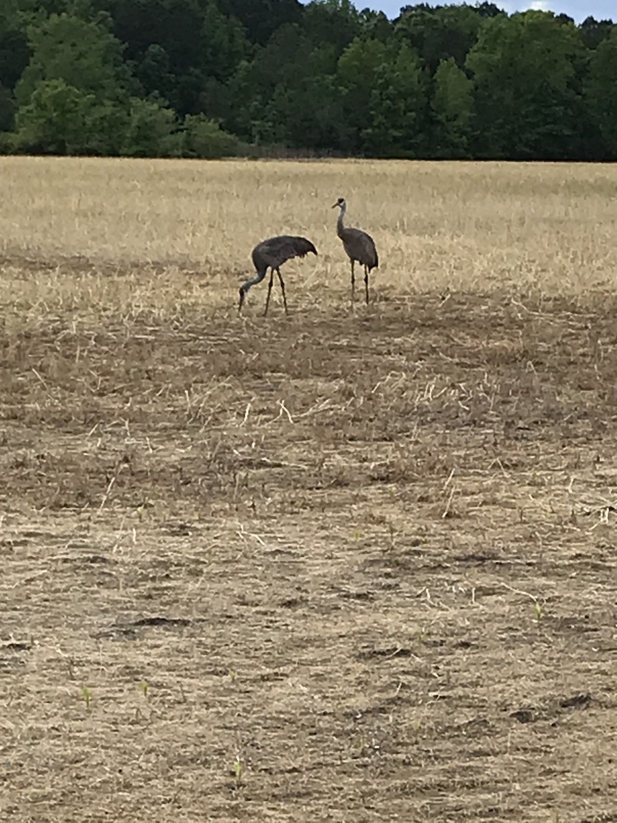 Sandhill Crane - ML566550811