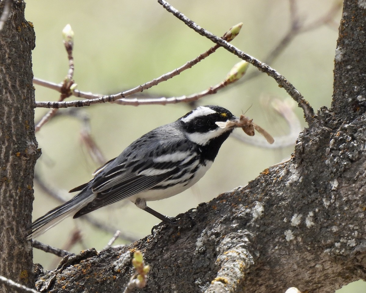 Black-throated Gray Warbler - ML566550951