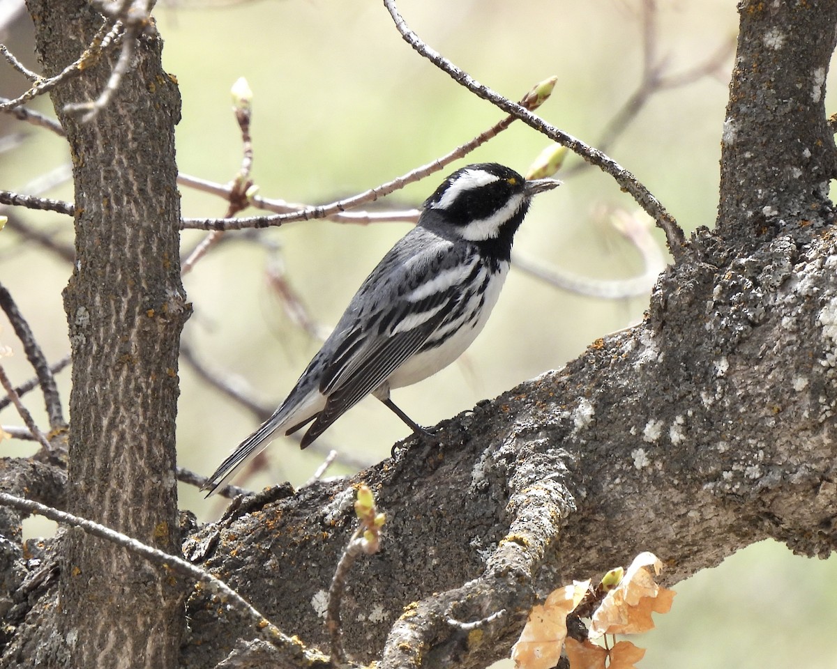 Black-throated Gray Warbler - ML566550961