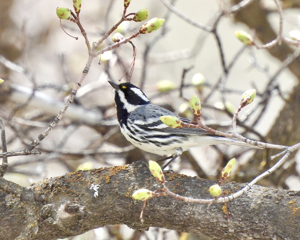 Black-throated Gray Warbler - ML566550971