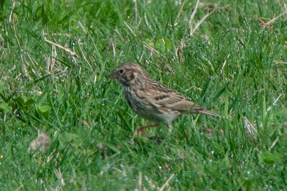 Vesper Sparrow - ML566551921