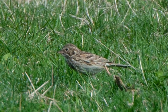 Vesper Sparrow - ML566551931