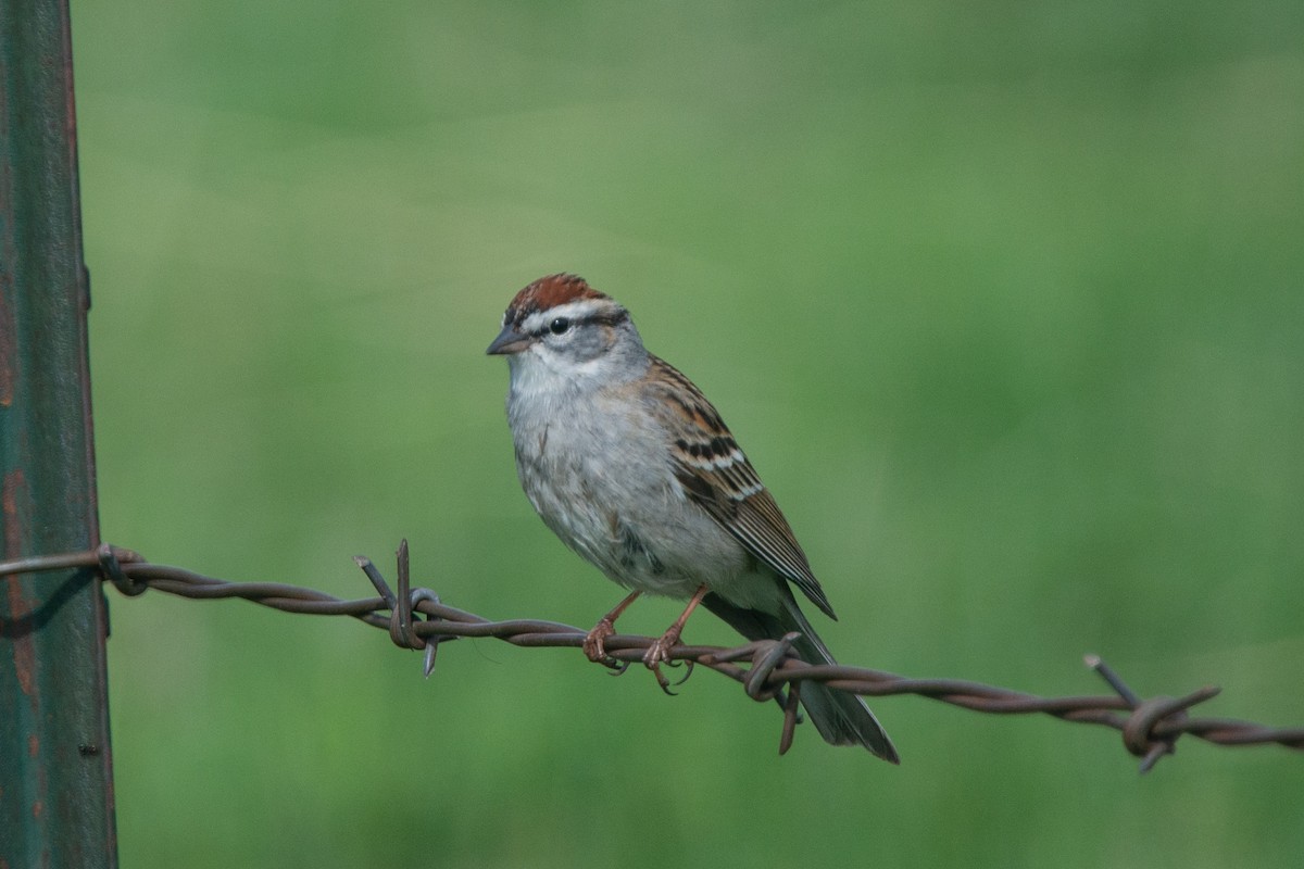 Chipping Sparrow - ML566552011