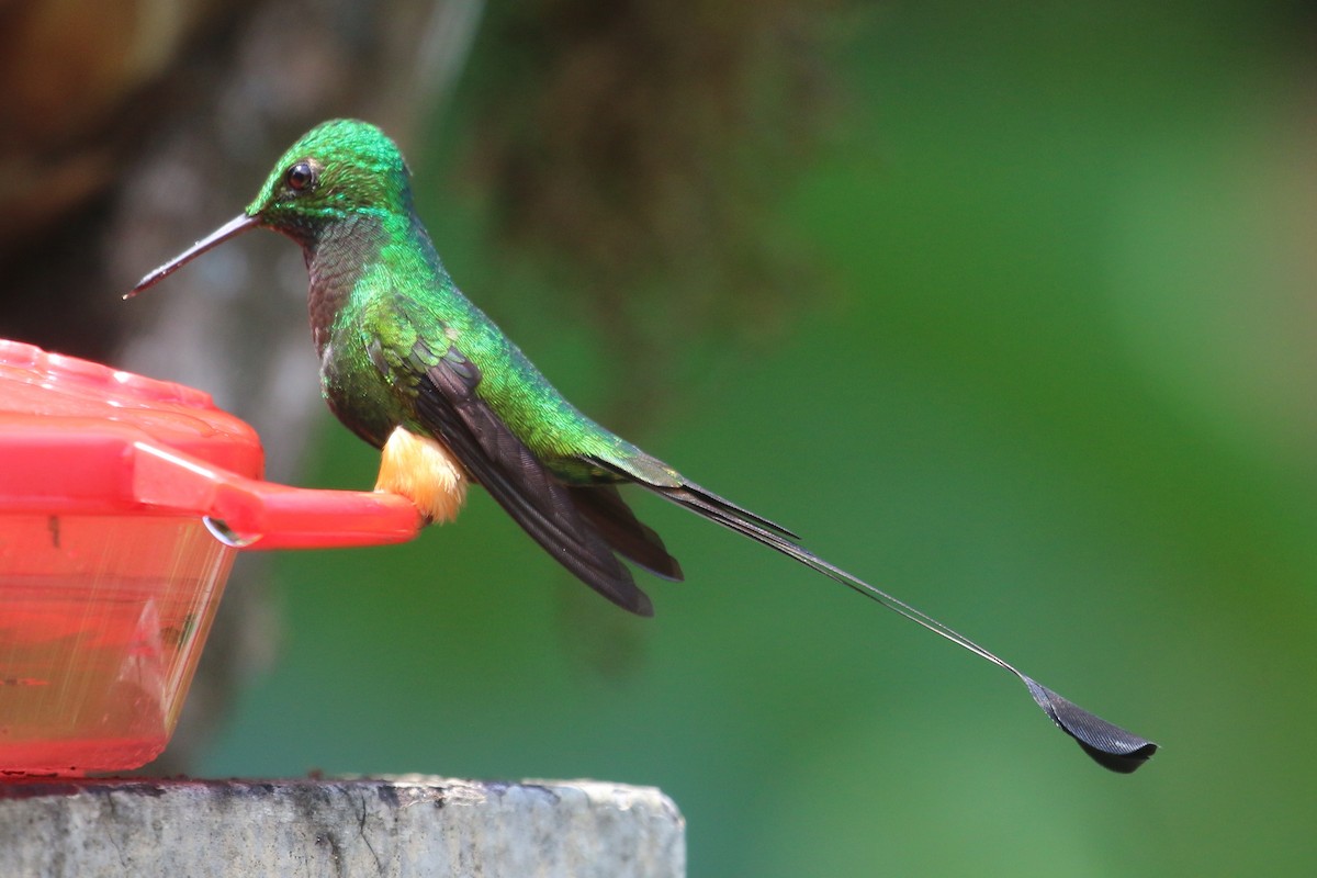 Colibrí de Raquetas Peruano - ML566553601