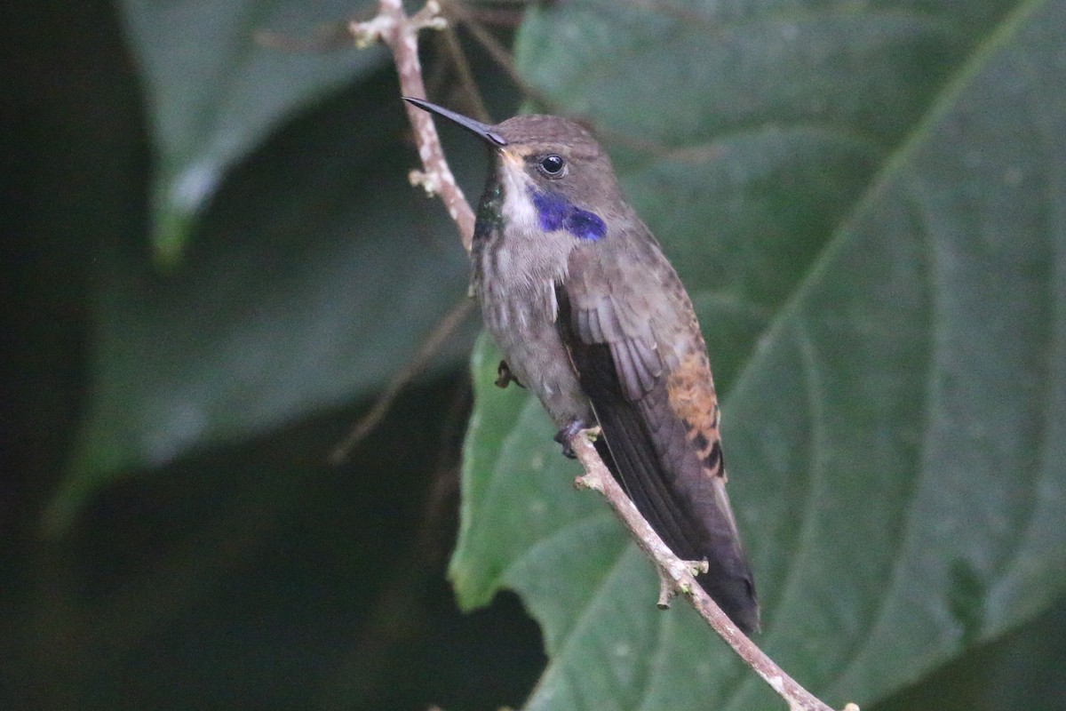 Brown Violetear - ML566553891