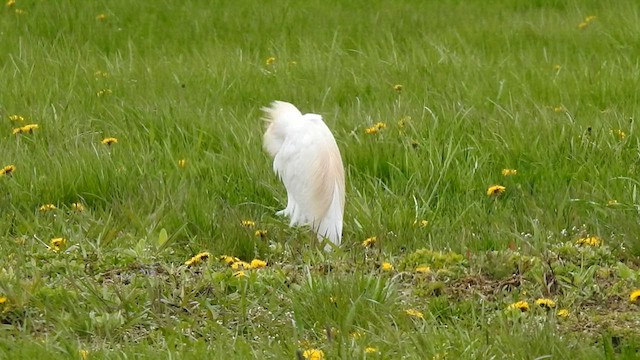 Western Cattle Egret - ML566556421