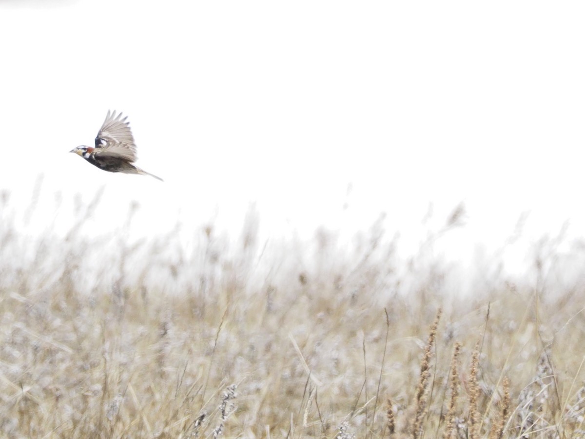 Chestnut-collared Longspur - Noah Kück