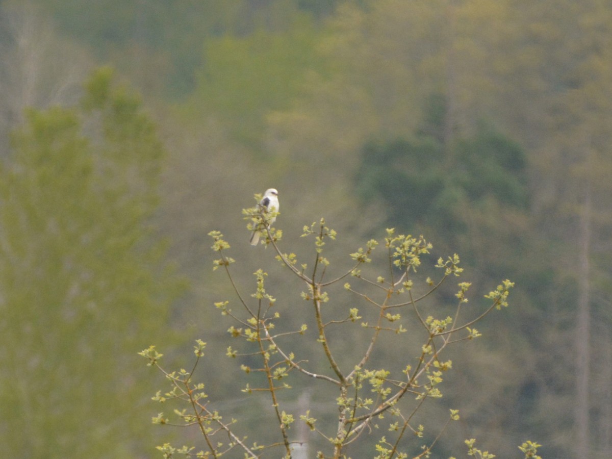 White-tailed Kite - Christopher Clark