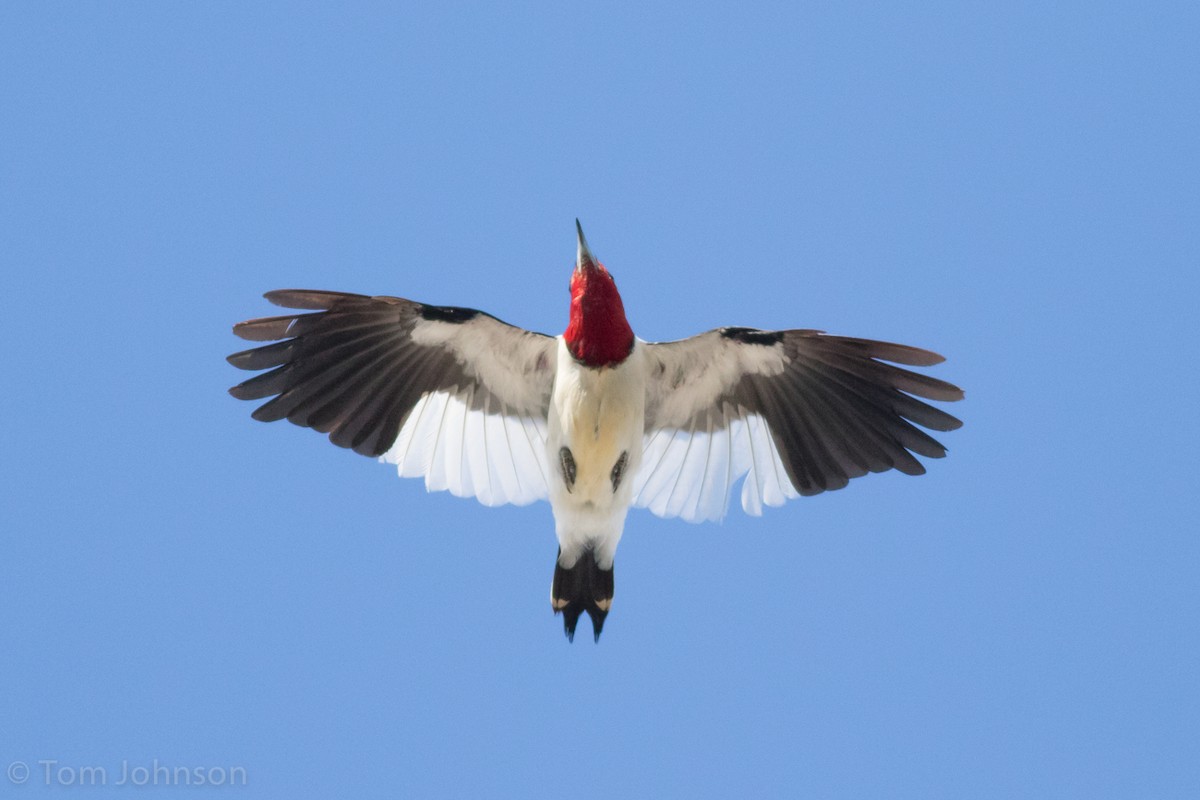 Red-headed Woodpecker - Tom Johnson