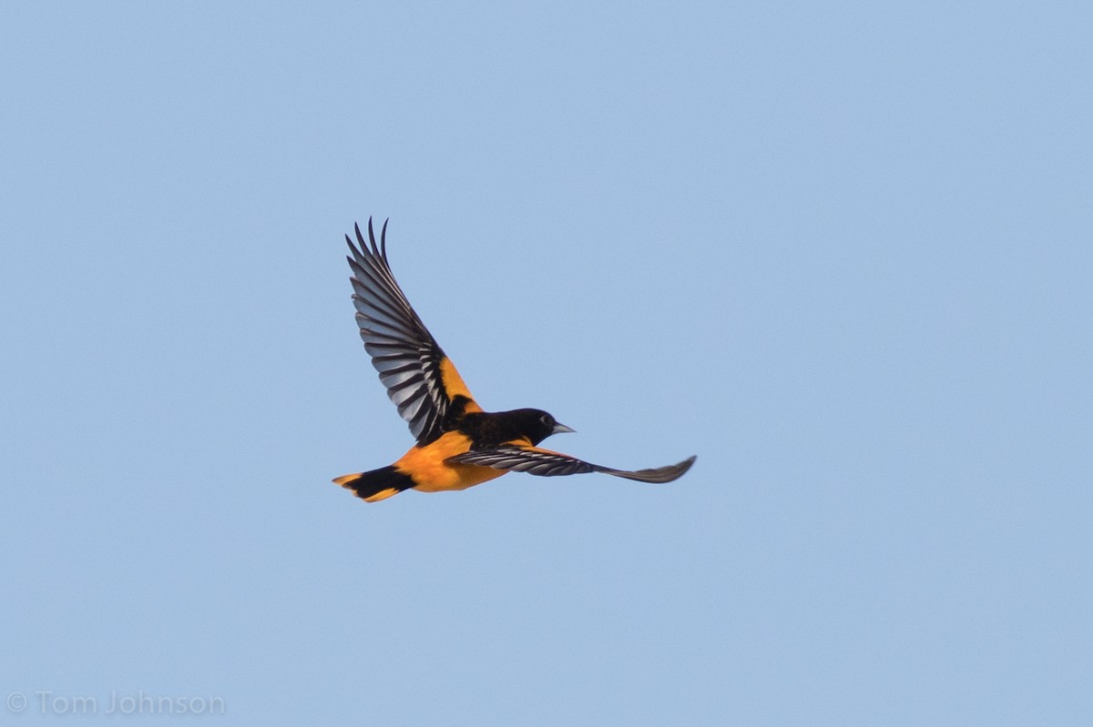 Baltimore Oriole - ML56656181