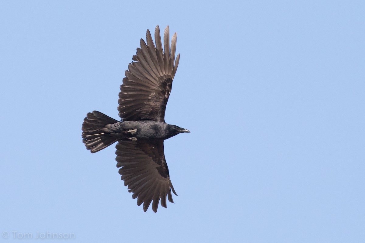 Fish Crow - ML56656191