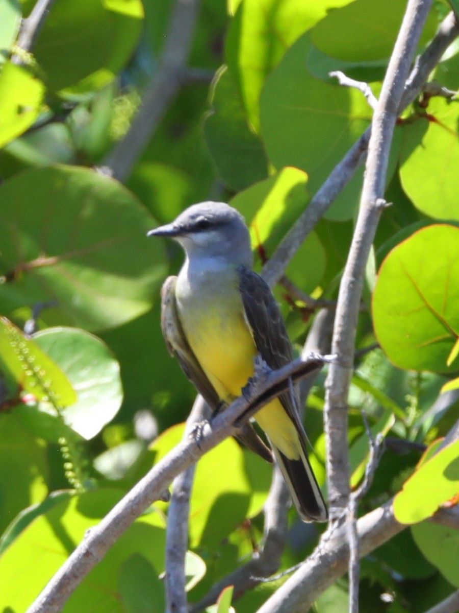 Western Kingbird - ML566562231