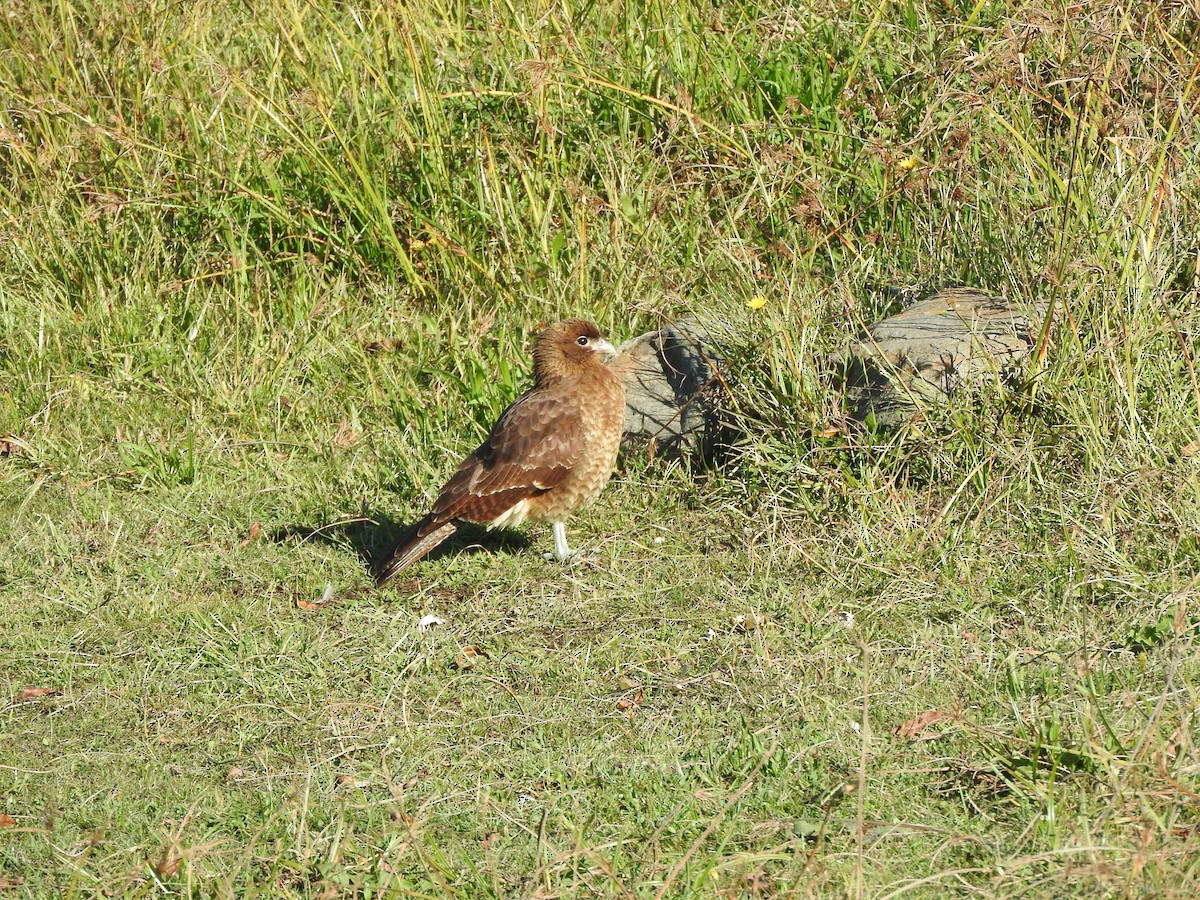 Chimango Caracara - ML566562741