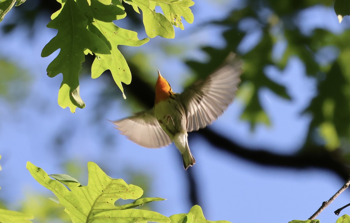 Blackburnian Warbler - ML566562771