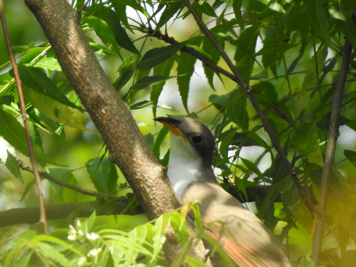 Cuclillo Piquigualdo - ML566563311