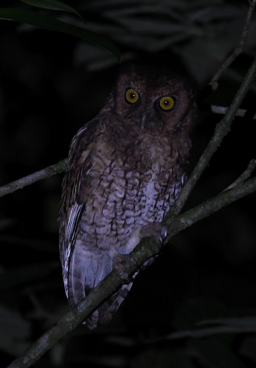 Black-capped Screech-Owl - ML566563541