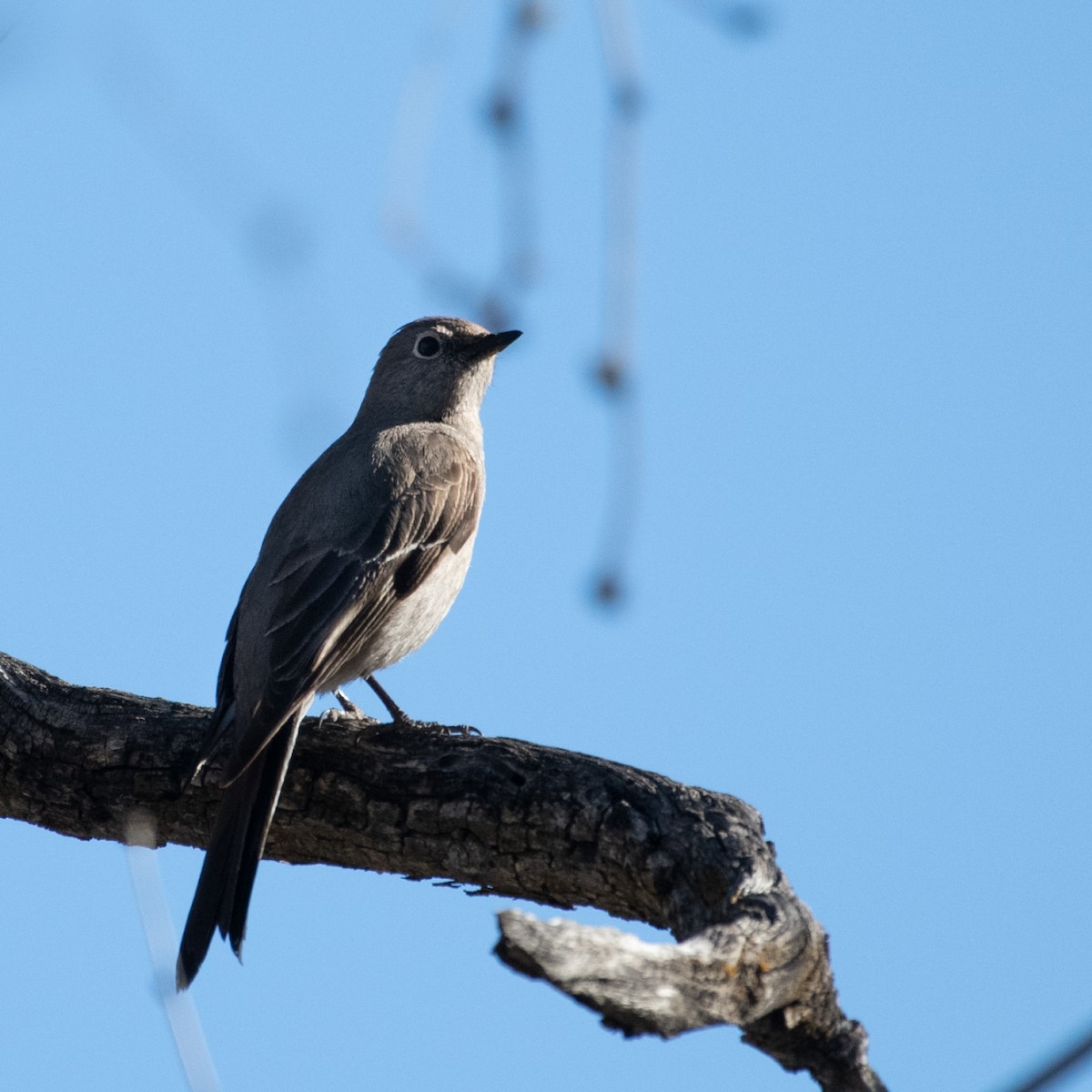 Townsend's Solitaire - ML566564011