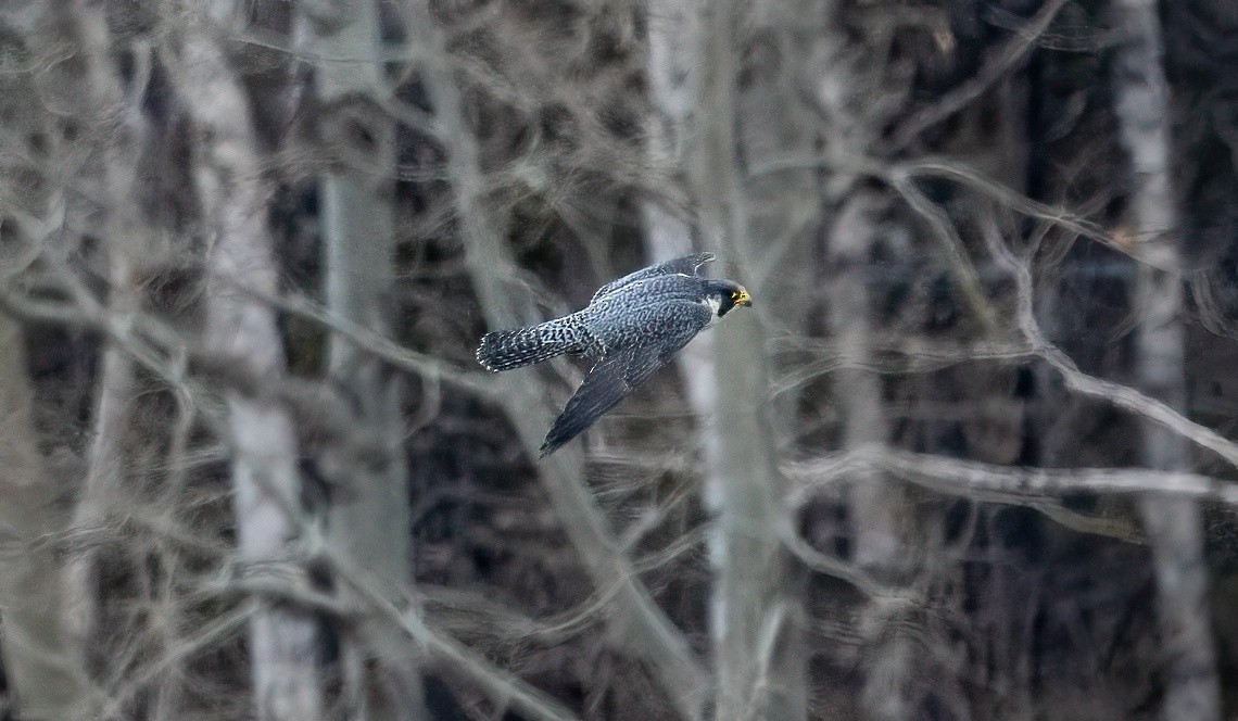 Peregrine Falcon - ML566564121