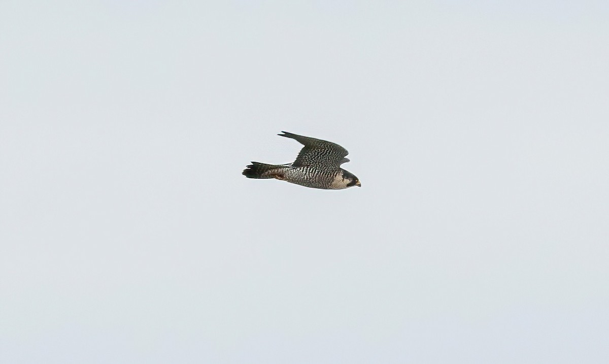 Peregrine Falcon - Yannick Fleury