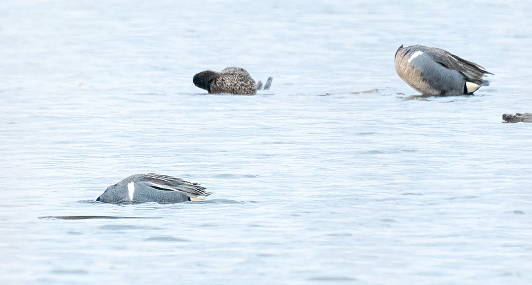 Green-winged Teal (Eurasian x American) - ML566564301