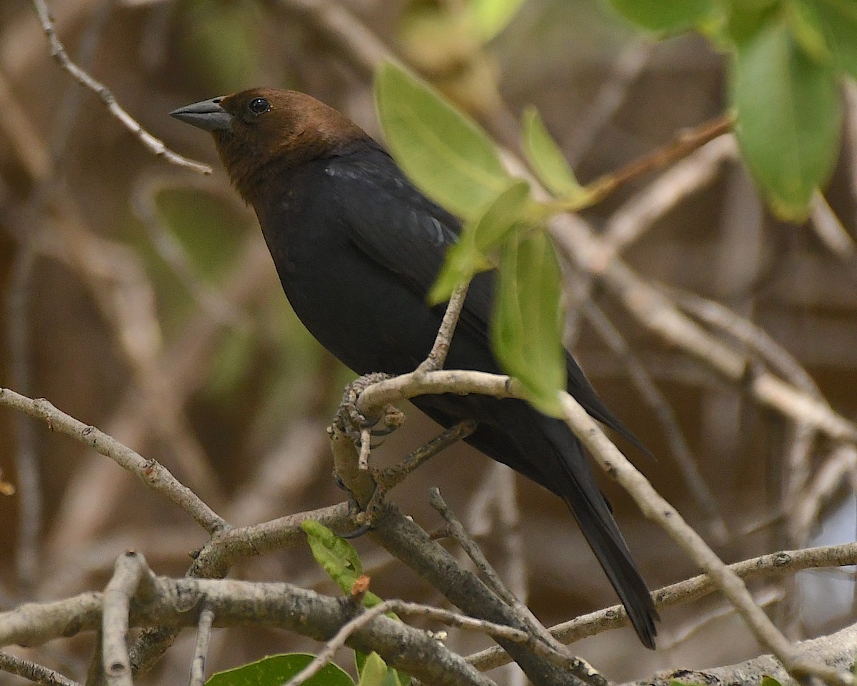 Brown-headed Cowbird - ML566564441