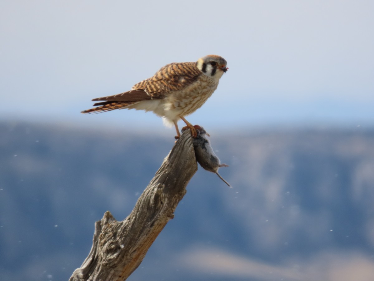 American Kestrel - ML566564671