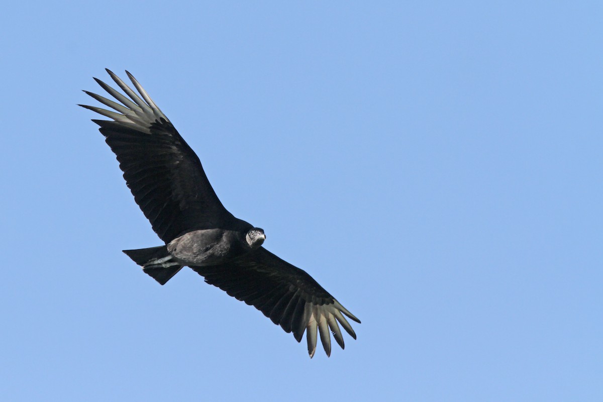 Black Vulture - ML56656521