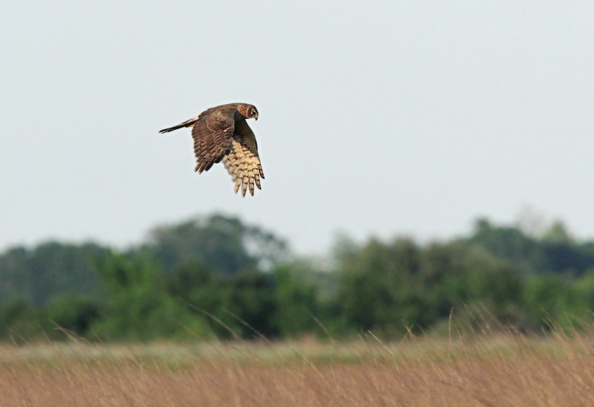 Northern Harrier - Volker Hesse