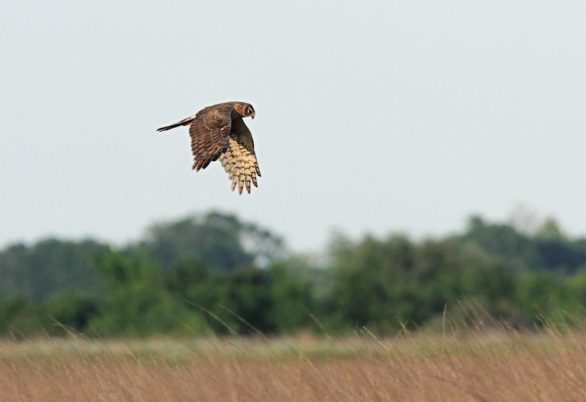 Northern Harrier - ML56656561