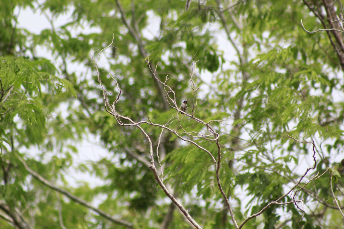 Ruby-throated Hummingbird - ML566565811