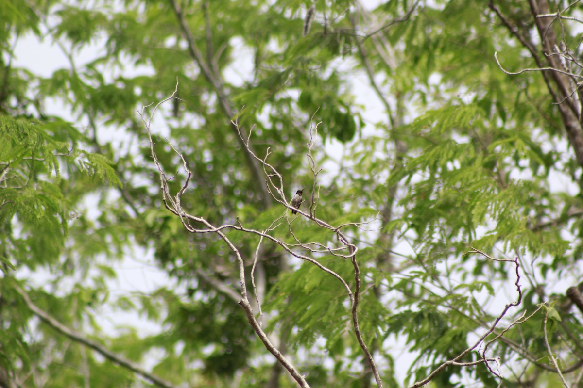 Ruby-throated Hummingbird - ML566565821
