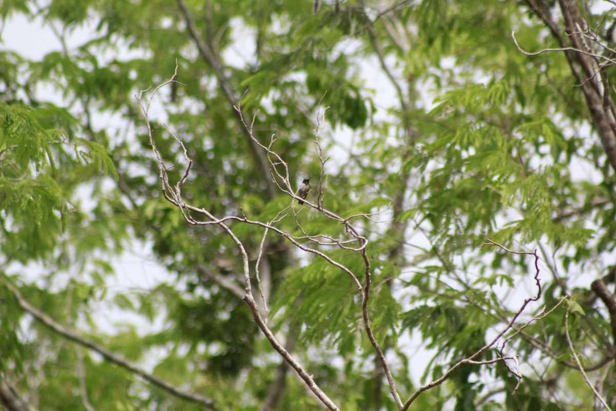 Ruby-throated Hummingbird - ML566565831