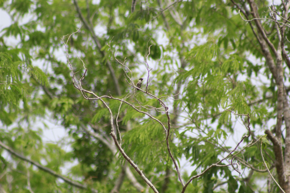 Ruby-throated Hummingbird - ML566565851