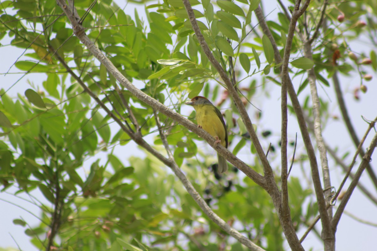 Rufous-browed Peppershrike - ML566566411