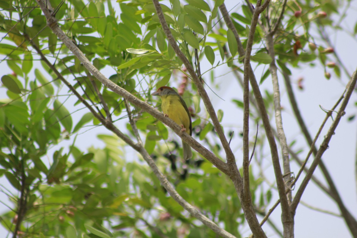 Rufous-browed Peppershrike - ML566566421