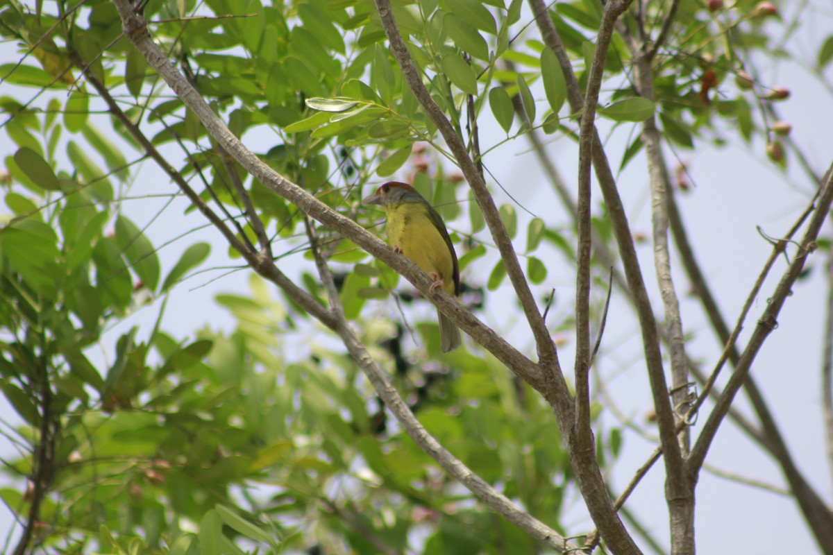 Rufous-browed Peppershrike - ML566566431