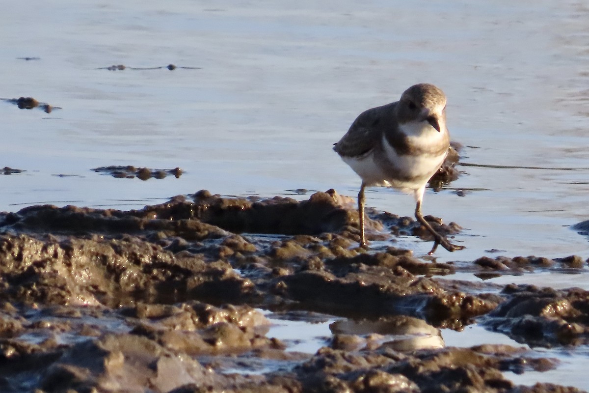 Two-banded Plover - ML566566871