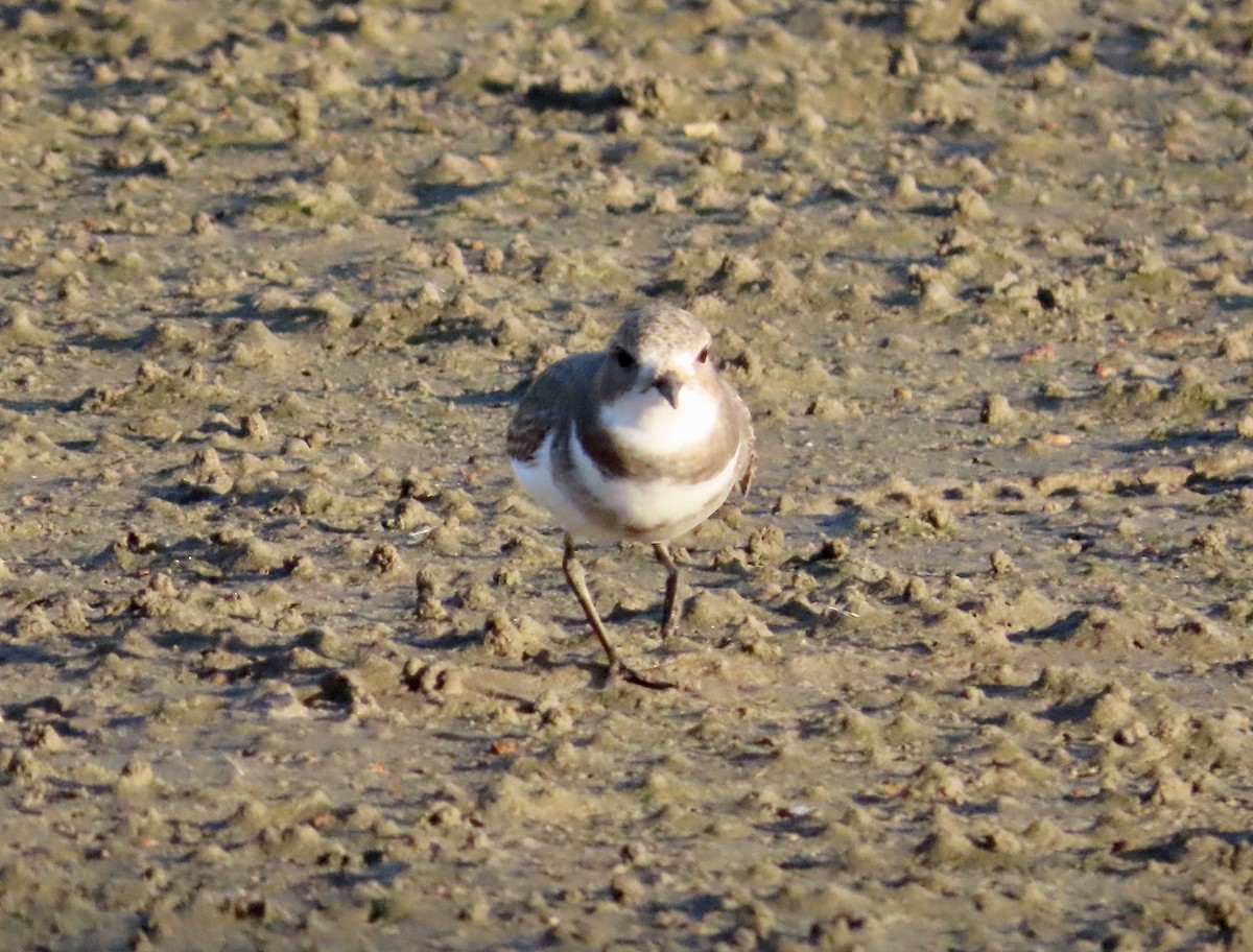 Two-banded Plover - ML566566881