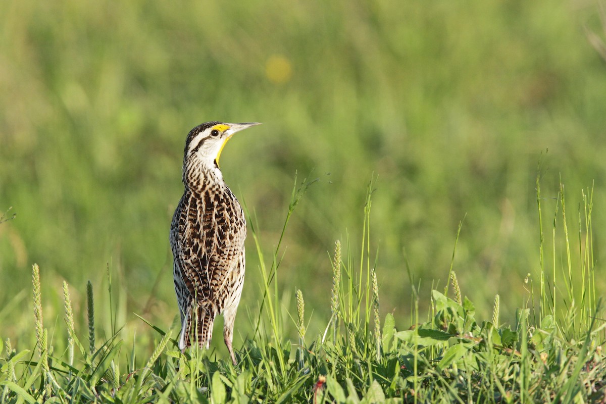 Eastern Meadowlark - ML56656721