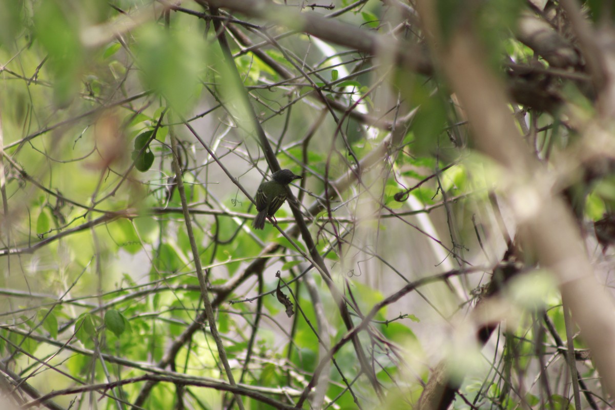 Northern Bentbill - ML566567261