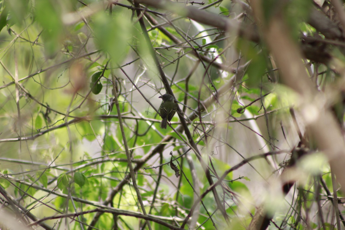 Northern Bentbill - ML566567271