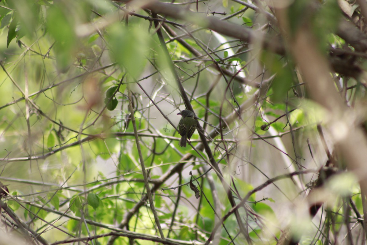 Northern Bentbill - ML566567281