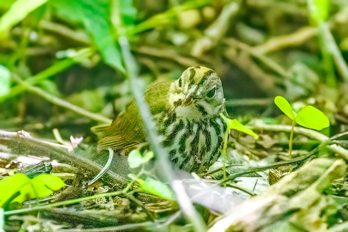 Ovenbird - ML566567301