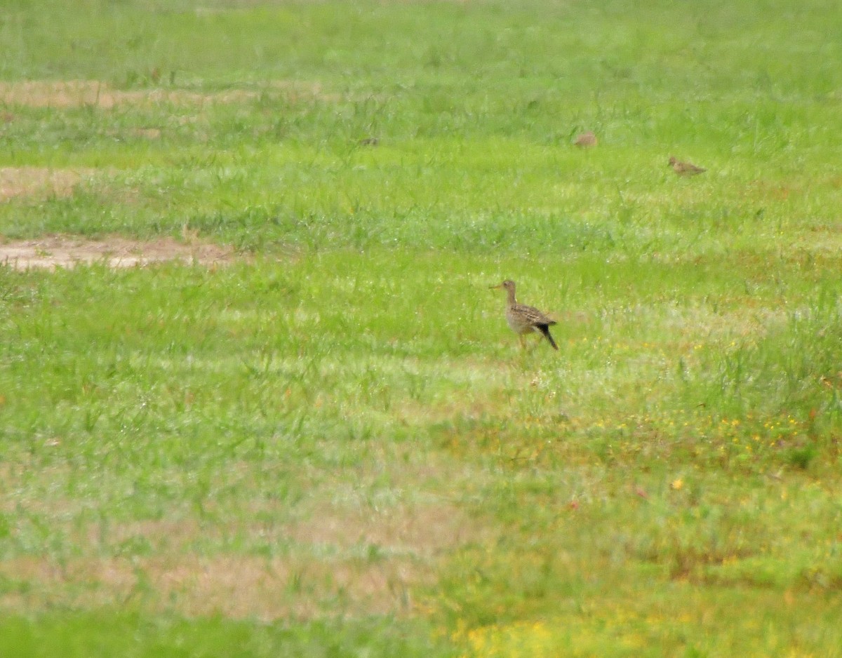 Upland Sandpiper - Leslie Lieurance