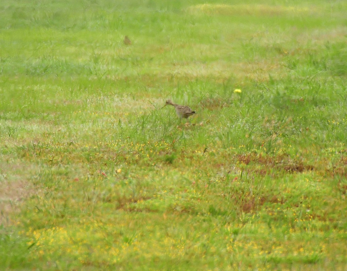 Upland Sandpiper - Leslie Lieurance