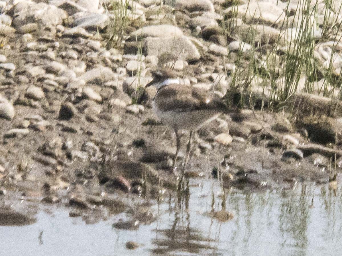 Killdeer - ML56656781