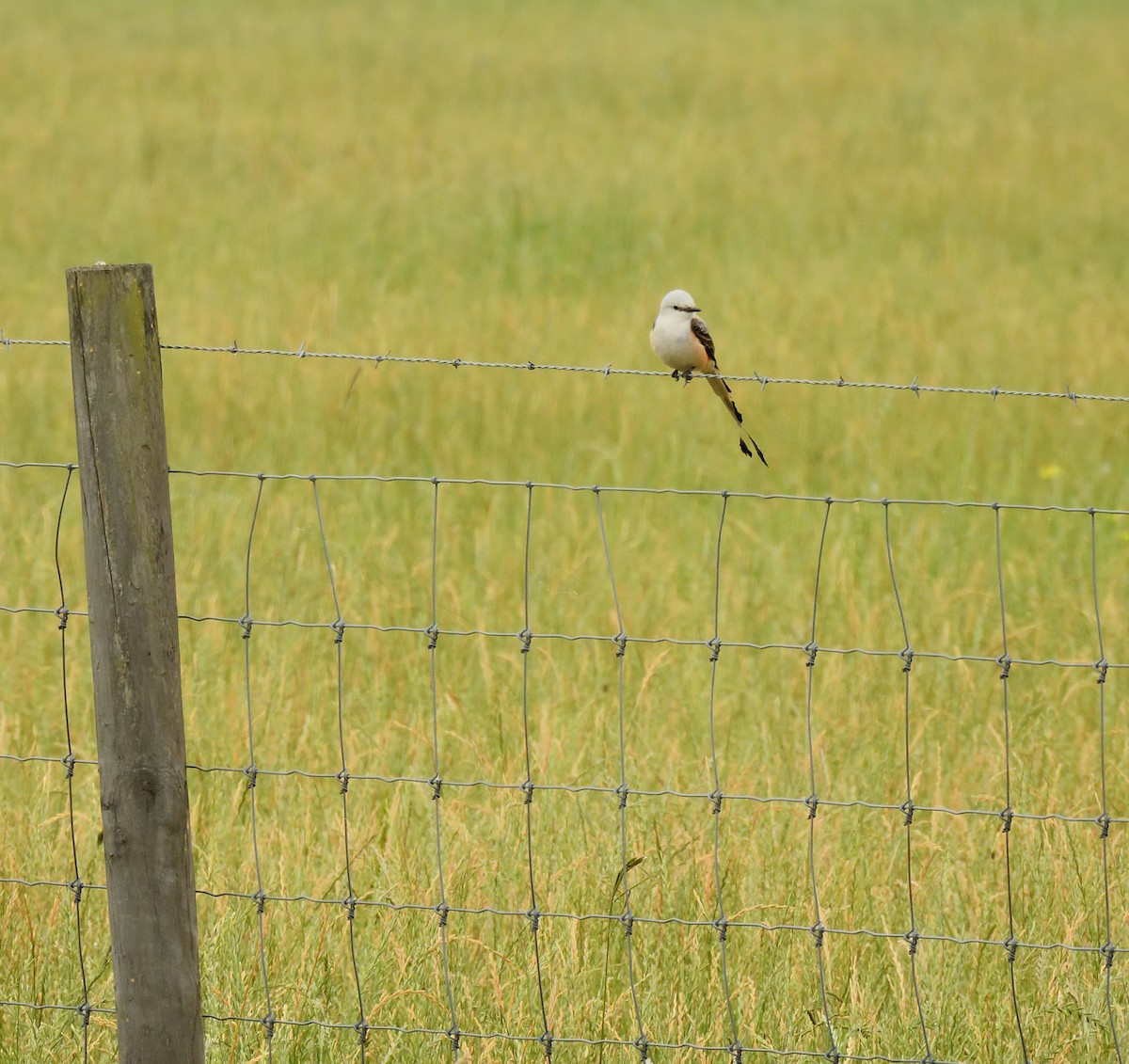 Scissor-tailed Flycatcher - Leslie Lieurance