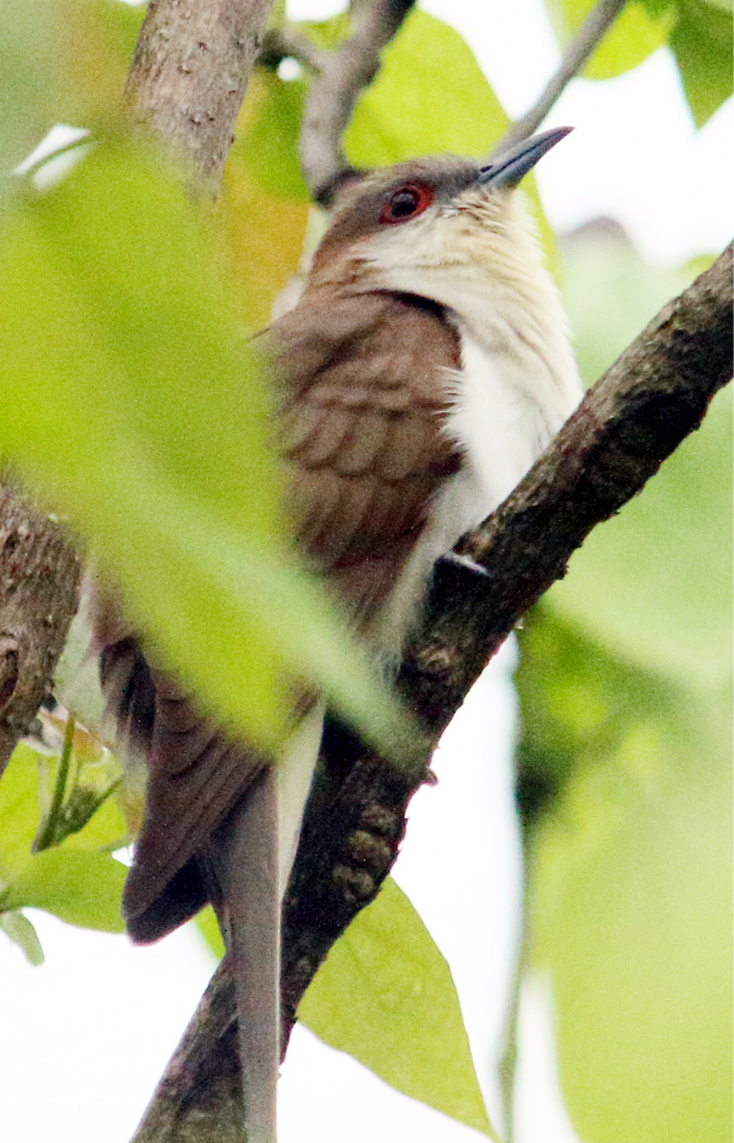 Yellow-billed/Black-billed Cuckoo - ML566568231