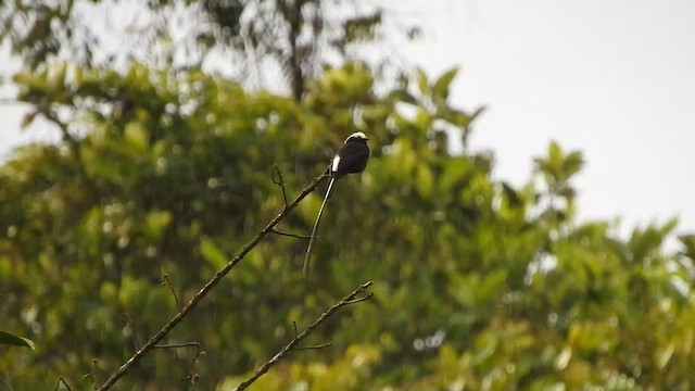 Long-tailed Tyrant - ML566568441