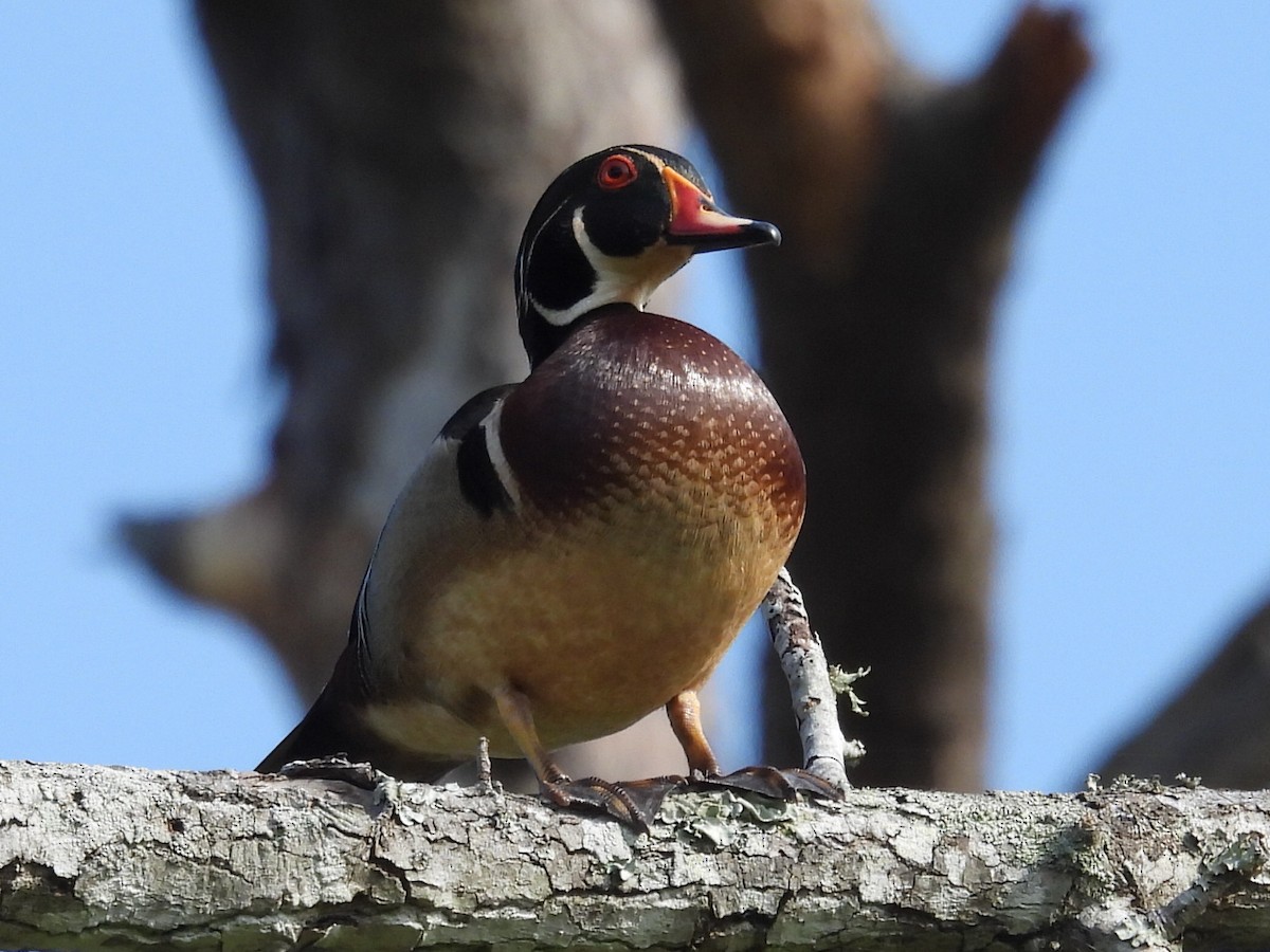 Wood Duck - ML566568641